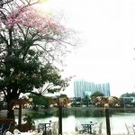 22264585_1682267725148851_797772386_n