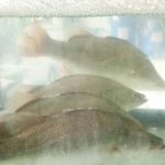 ทำเลค้าขาย วีอาร์ซีฟู๊ด26