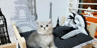 สินค้าสำหรับ สาวกน้องแมว น้องหมา