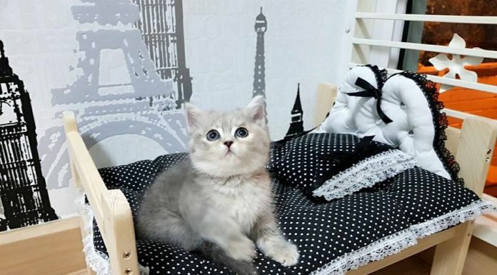 สินค้าสำหรับ สาวกน้องแมว น้องหมา สินค้าสำหรับ สาวกน้องแมว น้องหมา