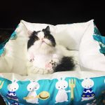 สินค้าสำหรับ สาวกน้องแมว น้องหมา