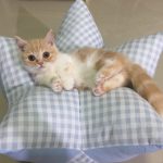 สินค้าสำหรับ สาวกน้องแมว น้องหมา